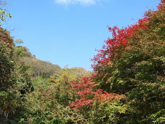 紅葉が始まった木々