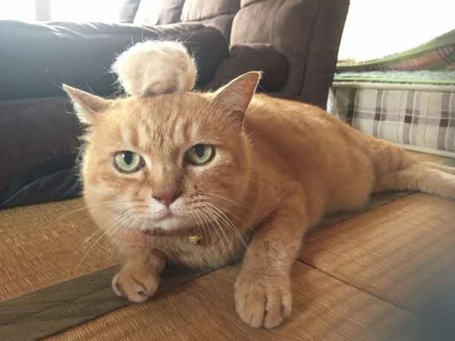 山崎さんの奥様の家に住むペットの猫