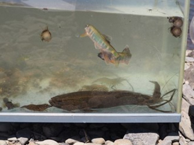 ハヤ、沢ガニ、カダヤシなどが捕れた水槽